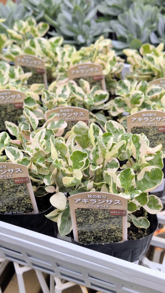🌿 カラーリーフ入荷しました 🌿 | ホームデコ鳥取店