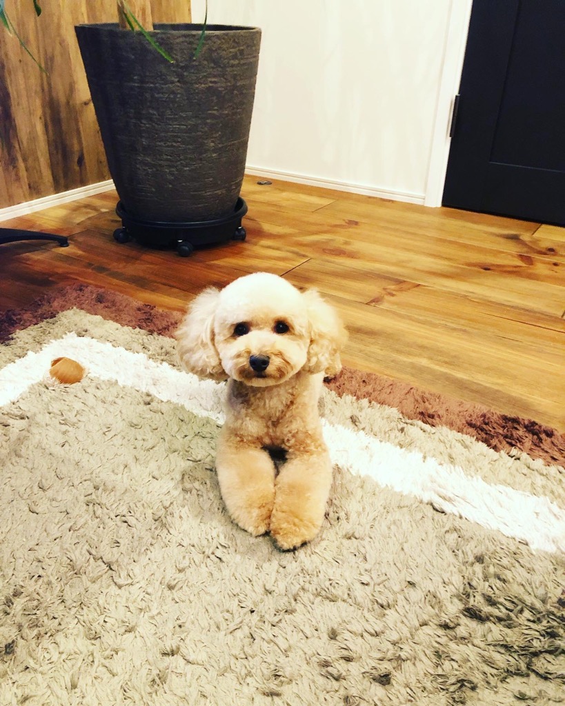 愛犬の脚腰を守るマット